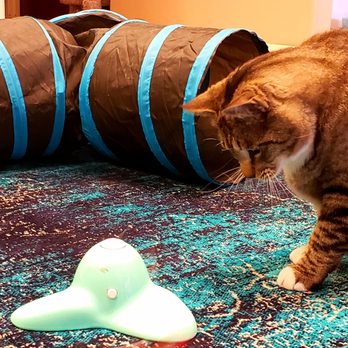 Catopia Cat Cafe - Pet Adoption Near Me - Albuquerque, New Mexico