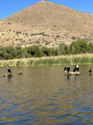 Patagonia Lake State Park by null