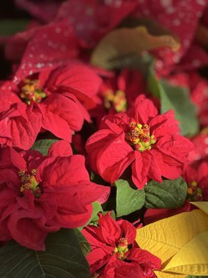 Ventura Botanical Gardens by null