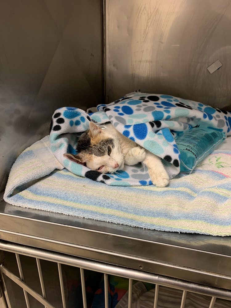 AUSTIN VETERINARY CARE 35 Reviews 6860 Austin St, Forest Hills, NY