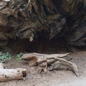 Calaveras Big Trees State Park - The roots. - Parks Near Me - Arnold, California Calaveras Big Trees State Park - The roots. - Parks Near Me - Arnold, California