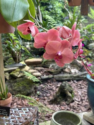 Kanapaha Botanical Gardens by null