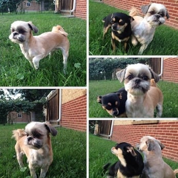 The Put Together Pooch - Maddie and Nacho, two days after Maddie's fabulous summer do by Susan! - Pet Groomers Near Me - Denver, Colorado