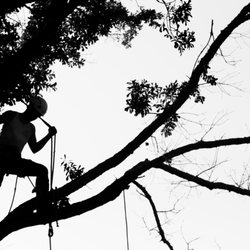 Tree Man