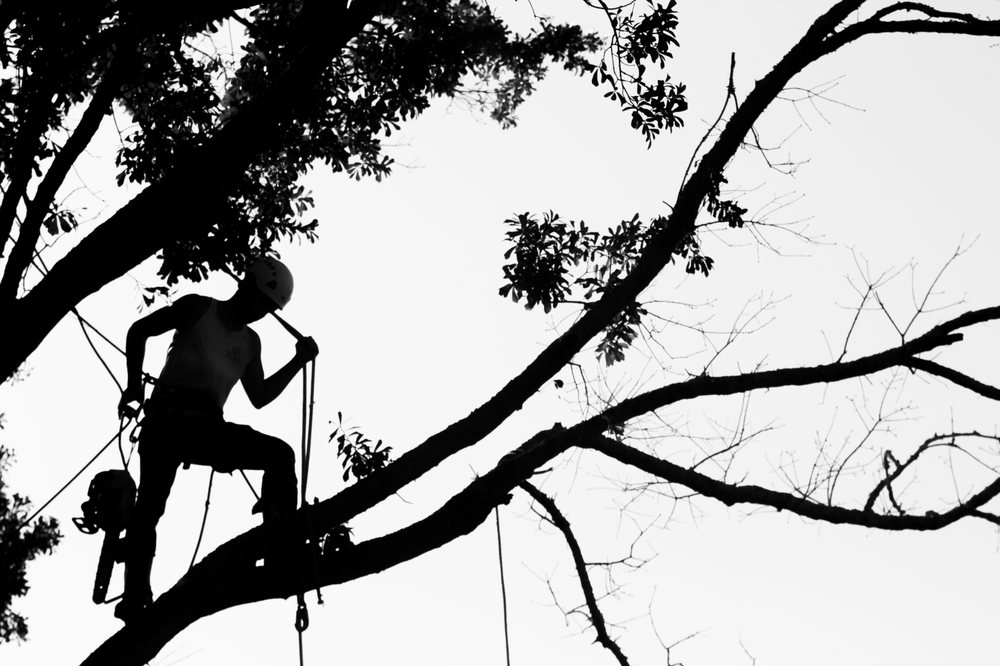 Tree Man - tree service in New Orleans, LA