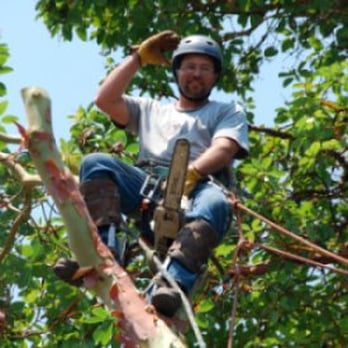 Koala Tree Care - Tree Services Near Me - Santa Cruz, California Koala Tree Care - Tree Services Near Me - Santa Cruz, California