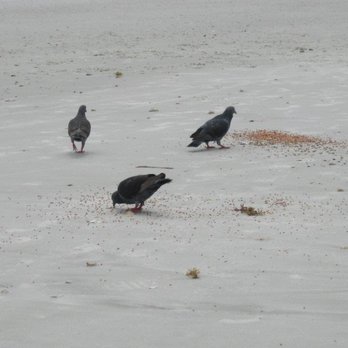 City of St. Augustine Beach - cool birdies - Beaches Near Me - Saint Augustine, Florida