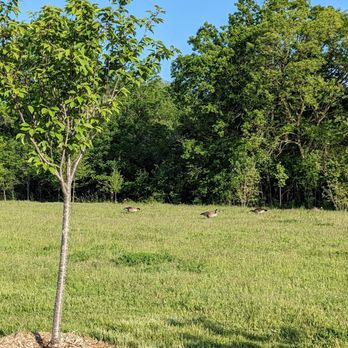 Dragonfly Park - Lounging geese - Parks Near Me - Markham, Ontario