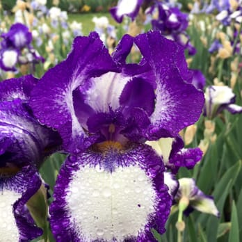 Schreiner's Iris Gardens - Nurseries & Gardening Near Me - Salem, Oregon Schreiner's Iris Gardens - Nurseries & Gardening Near Me - Salem, Oregon