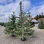 Photo of Nyberg's Christmas Trees