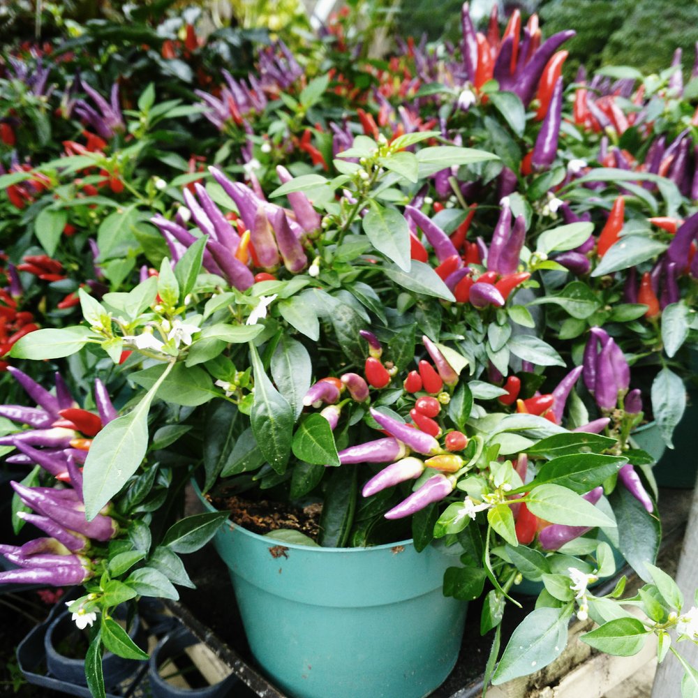 Saint Clair Flowers - Love the colors in this ornamental pepper plant. - Florists Near Me - Toronto, Ontario Saint Clair Flowers - Love the colors in this ornamental pepper plant. - Florists Near Me - Toronto, Ontario