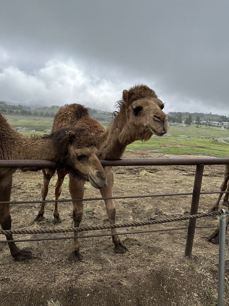 Oasis Camel Dairy