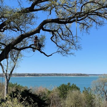 Centex Tree Solutions - Planning his next cut. - Tree Services Near Me