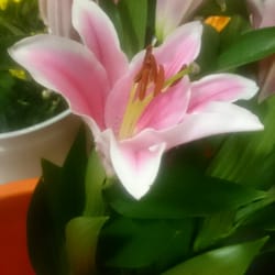 Flores Espliego Juan Carlos I, 1