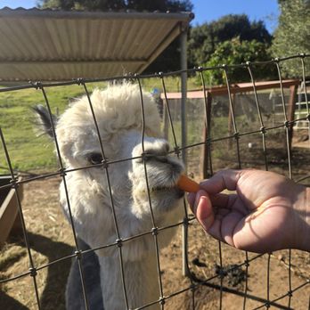 Canzelle Alpacas - Farms Near Me - Carpinteria, California Canzelle Alpacas - Farms Near Me - Carpinteria, California