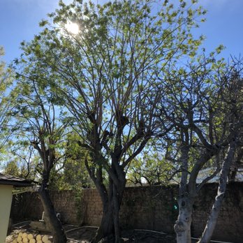 Carlos Tree Service - Tree Services Near Me