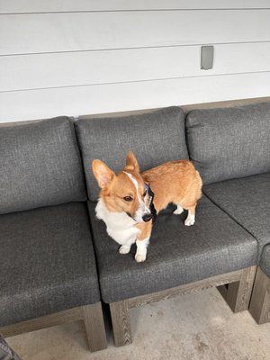 MUTTS Canine Cantina® - Austin by null