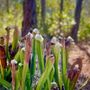 Photo of University of North Florida