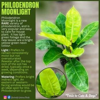 Kimberly's Indoor Plants - Philodendron Moonlight - Nurseries & Gardening Near Me - Rialto, California Kimberly's Indoor Plants - Philodendron Moonlight - Nurseries & Gardening Near Me - Rialto, California