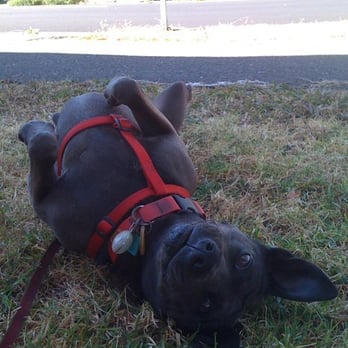 Metro Dog - Dallas Salas loves Metro Dog! - Pet Boarding Near Me - Richmond, California Metro Dog - Dallas Salas loves Metro Dog! - Pet Boarding Near Me - Richmond, California