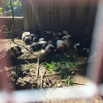 Austin Zoo - Guinea pigs galore!! - Zoos Near Me - Austin, Texas