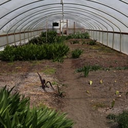 Rare Plant Research - Got desert?