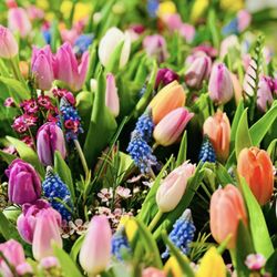 Blossom + Stem Floral Design - Springtime arrangements fill our van for Woodway Country Club Darien.