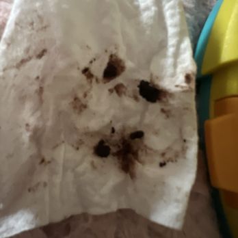 Lilly's Mobile Grooming - Ear infection caused by Lilly's! - Pet Groomers Near Me Lilly's Mobile Grooming - Ear infection caused by Lilly's! - Pet Groomers Near Me