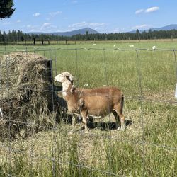 Cedar Mountain Farm Bed And Breakfast - Local favorites