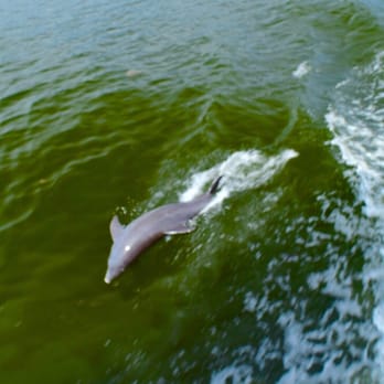 Captiva Cruises - Boat Charters Near Me - Captiva, Florida