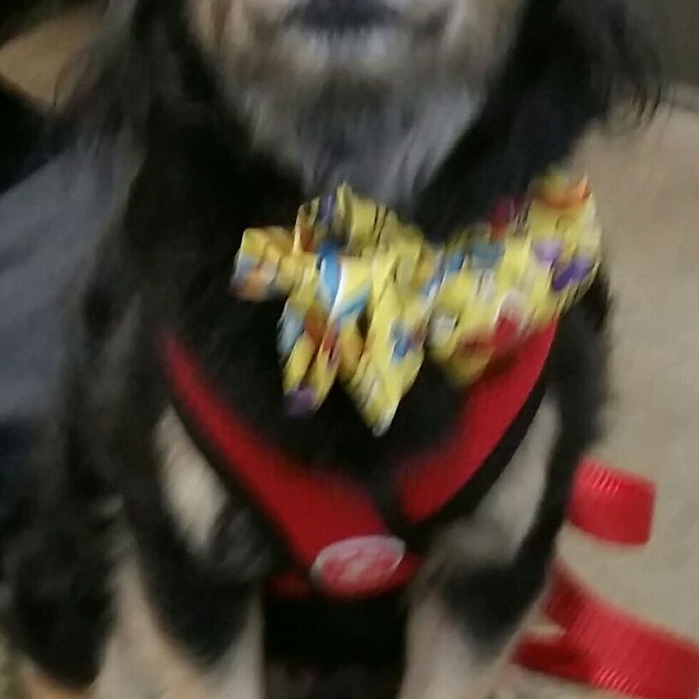 Petco - Diablo after being groomed by Allisa at Lodi Petco. Isn't he handsome with his heart shaped face - Pet Stores Near Me - Lodi, California Petco - Diablo after being groomed by Allisa at Lodi Petco. Isn't he handsome with his heart shaped face - Pet Stores Near Me - Lodi, California