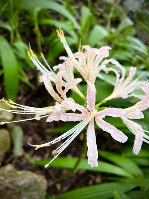 Mayfield Park and Nature Preserve by null