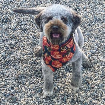 Marker's Barkers Grooming - Bina the Lagotto - Pet Groomers Near Me - Chico, California Marker's Barkers Grooming - Bina the Lagotto - Pet Groomers Near Me - Chico, California