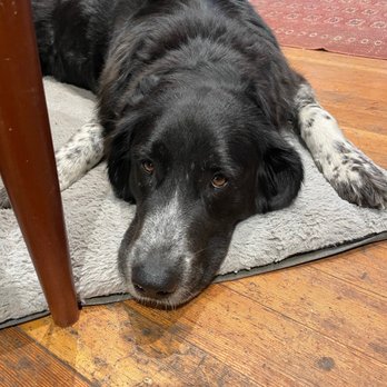 All About Canines - Pet Training Near Me