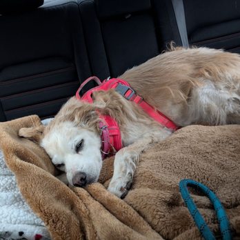 Mother Lode Veterinary Hospital - Sleeping off the surgical meds on the way home!! - Veterinarians Near Me - Grass Valley, California Mother Lode Veterinary Hospital - Sleeping off the surgical meds on the way home!! - Veterinarians Near Me - Grass Valley, California