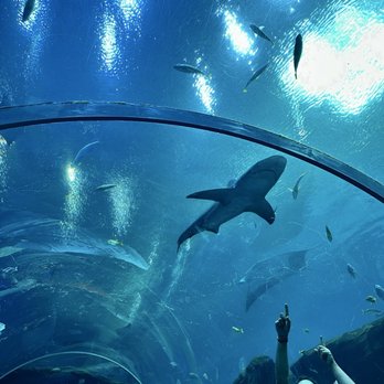 Georgia Aquarium - Walking tunnel - Aquariums Near Me - Atlanta, Georgia Georgia Aquarium - Walking tunnel - Aquariums Near Me - Atlanta, Georgia