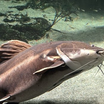 National Aquarium - Aquariums Near Me - Baltimore, Maryland National Aquarium - Aquariums Near Me - Baltimore, Maryland