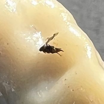 WaBa Grill - Dead insect - Asian Fusion Near Me - Compton, California WaBa Grill - Dead insect - Asian Fusion Near Me - Compton, California