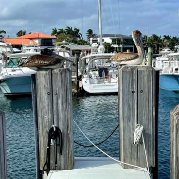 Nauti Dawg - Pelican outside at the Lighthouse Point Marina - Seafood Near Me - Lighthouse Point, Florida Nauti Dawg - Pelican outside at the Lighthouse Point Marina - Seafood Near Me - Lighthouse Point, Florida