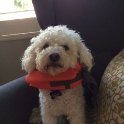 Jenkins Thomas, DVM - Canyon Veterinary Hospital