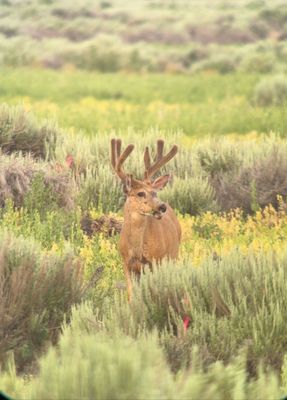 Jackson Hole EcoTour Adventures by null