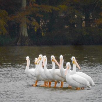 Eagle’s Rest Inn - White Pelicans September-November.... - Bed & Breakfast Near Me - Tiptonville, Tennessee Eagle’s Rest Inn - White Pelicans September-November.... - Bed & Breakfast Near Me - Tiptonville, Tennessee