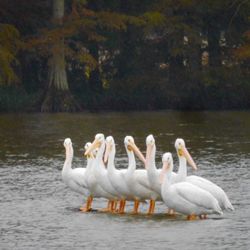 Eagle’s Rest Inn - White Pelicans September-November....