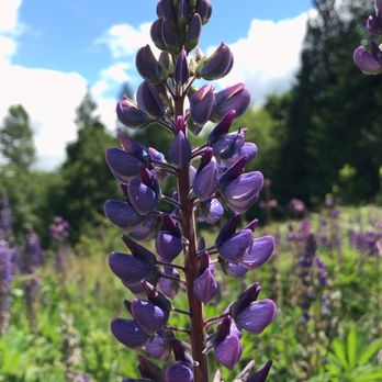 Evans Creek Preserve - Parks Near Me - Redmond, Washington