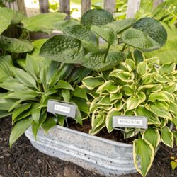 HostaAmour - Mini hostas in containers