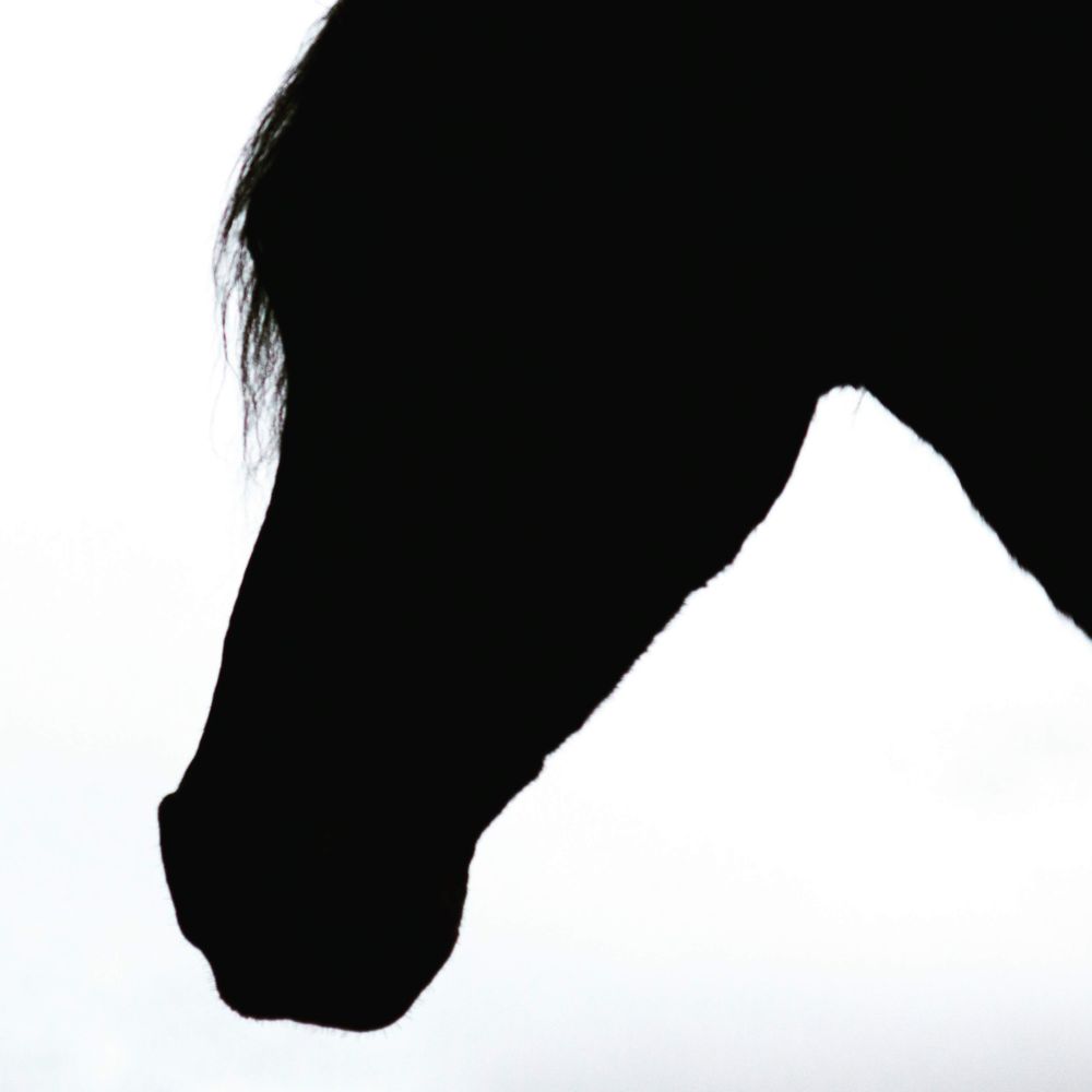 Loyal Friesians - equestrian in Los Angeles, CA