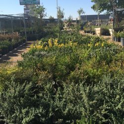 Green Valley Nursery - EVERGREEN OVAL LOOKING OUT TOWARDS THE STREET. HARDY EVERGREENS FOR PRIVACY SCREENS AND ALL YEAR ROUND COLOR
