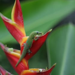 Paradise Transport & Luggage Services - Gecko
