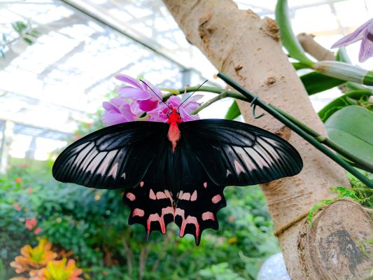 Photo of Butterfly Wonderland - Scottsdale, AZ, US.