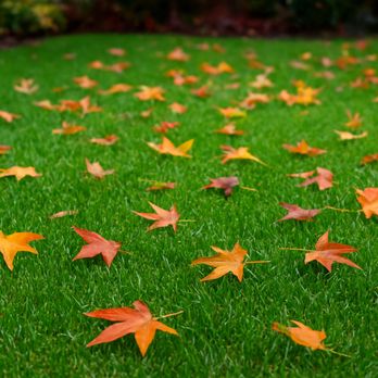 BluCrew Landscape - Keep your lawn healthy and clean with regular trims, your grass will thank you!
Serving Murrieta & Temecula with care. - Tree Services Near Me BluCrew Landscape - Keep your lawn healthy and clean with regular trims, your grass will thank you!
Serving Murrieta & Temecula with care. - Tree Services Near Me